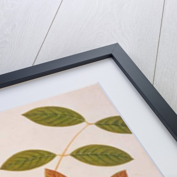 Crow-billed Drongo by School Chinese