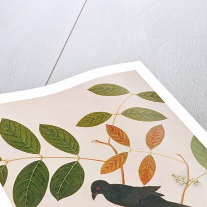 Crow-billed Drongo by School Chinese