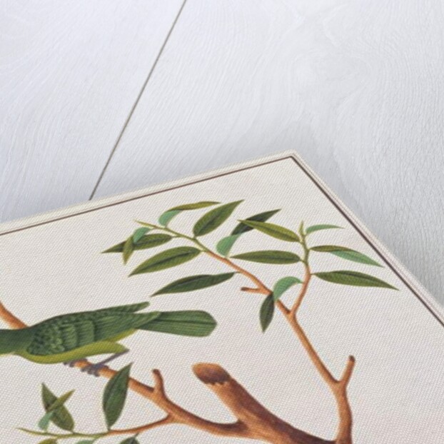 Greater Green Leafbird by School Chinese