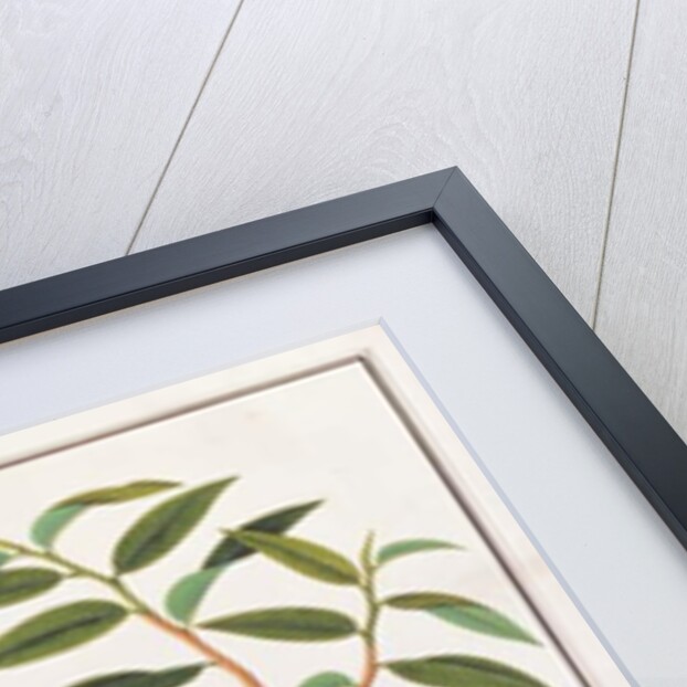 Greater Green Leafbird by School Chinese