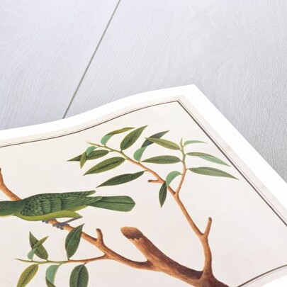 Greater Green Leafbird by School Chinese