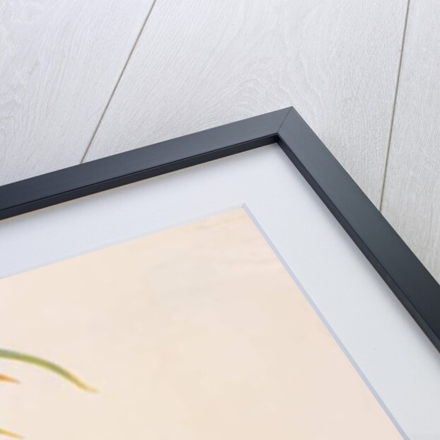 Eurasian Oystercatcher by School Chinese