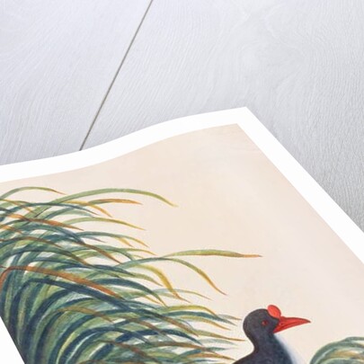 Eurasian Oystercatcher by School Chinese