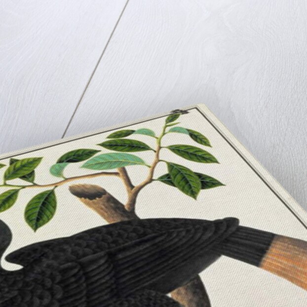 Ke ke by School Chinese