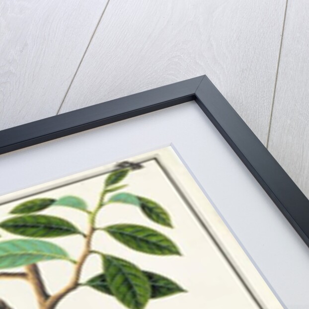 Ke ke by School Chinese