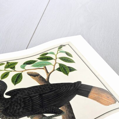 Ke ke by School Chinese