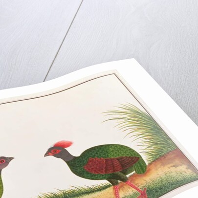 Crested Wood-partridge, Hen and Cock by School Chinese