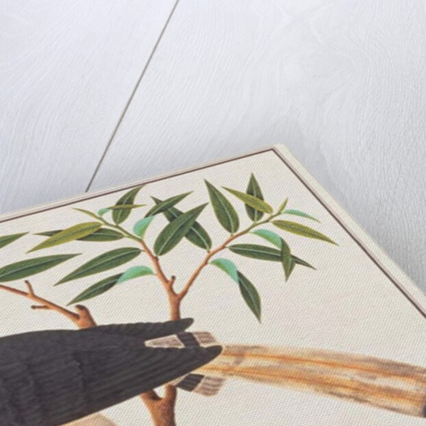 Helmeted Hornbill by School Chinese