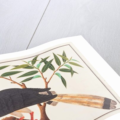 Helmeted Hornbill by School Chinese