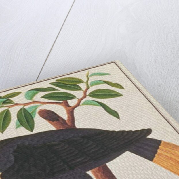 Wrinkled Hornbill by School Chinese