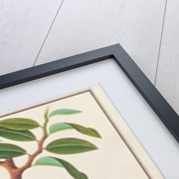 Wrinkled Hornbill by School Chinese