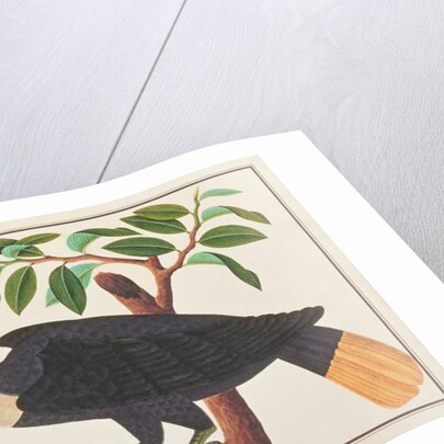 Wrinkled Hornbill by School Chinese