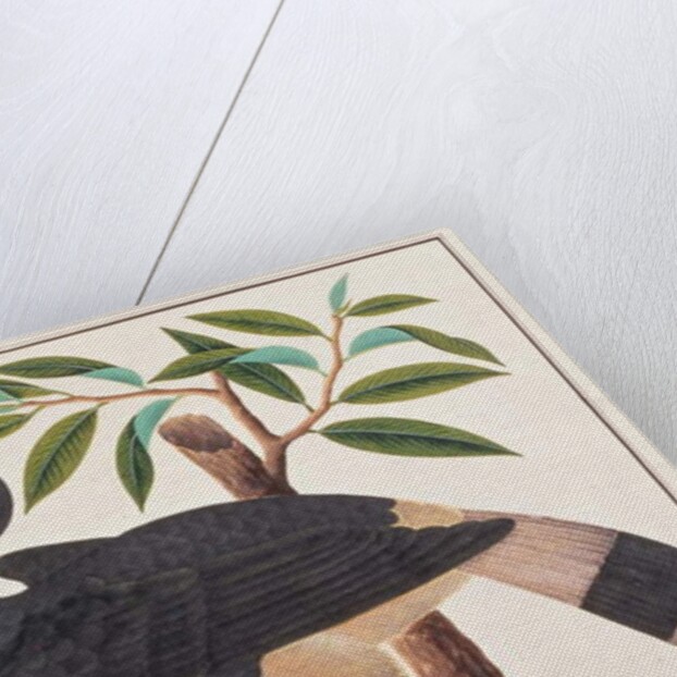 Rhinoceros Hornbill by School Chinese