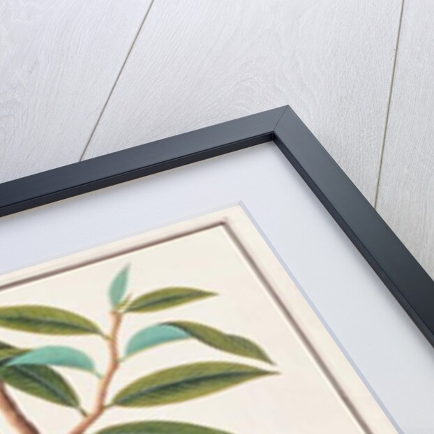 Rhinoceros Hornbill by School Chinese