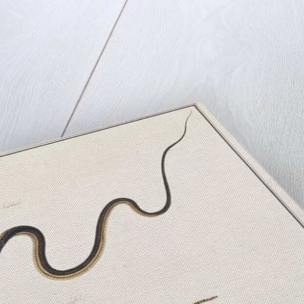 Painted Bronzeback with Banded Malayan Coral Snake by School Chinese