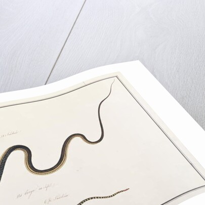 Painted Bronzeback with Banded Malayan Coral Snake by School Chinese