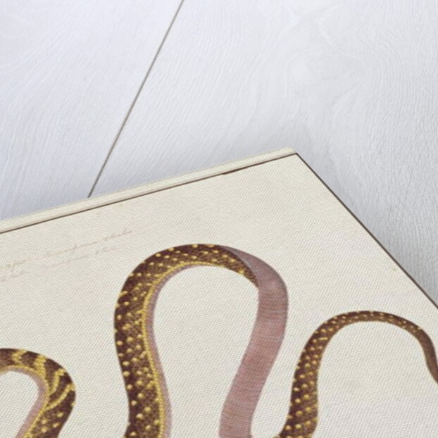 Large snake eating another by School Chinese