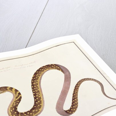 Large snake eating another by School Chinese