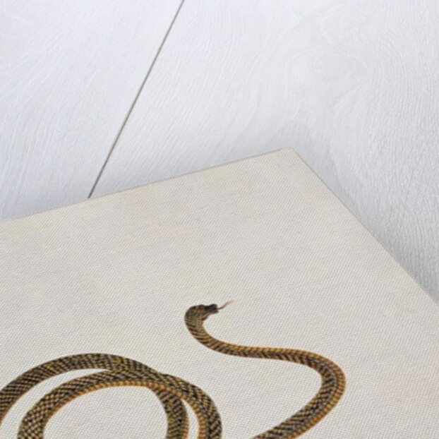 Oolur by School Chinese