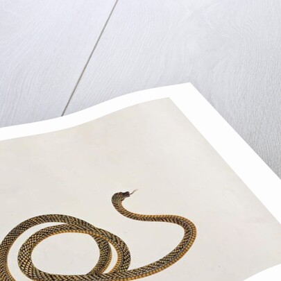 Oolur by School Chinese