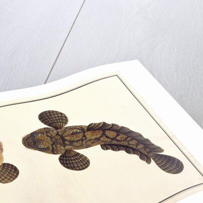 Oolur Sawa by School Chinese