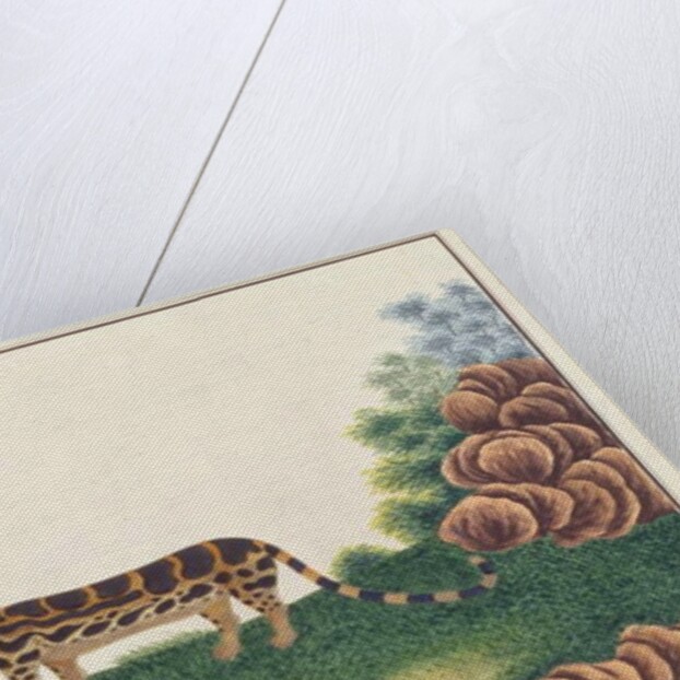 Banded Linsang by School Chinese