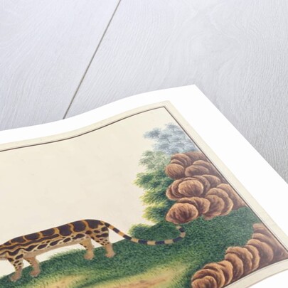 Banded Linsang by School Chinese