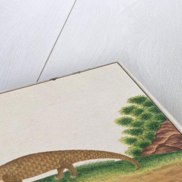 Sunda Pangolin by School Chinese