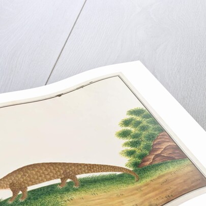 Sunda Pangolin by School Chinese