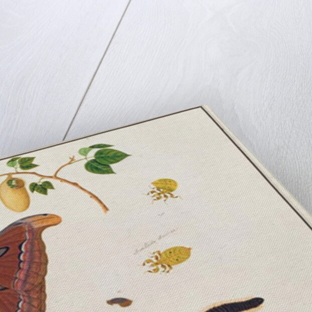 Six Arthropods by School Chinese