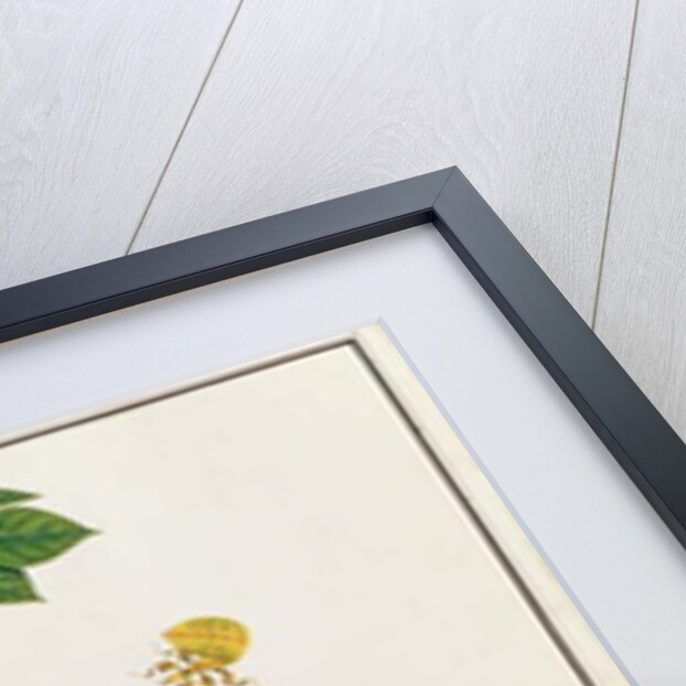 Six Arthropods by School Chinese