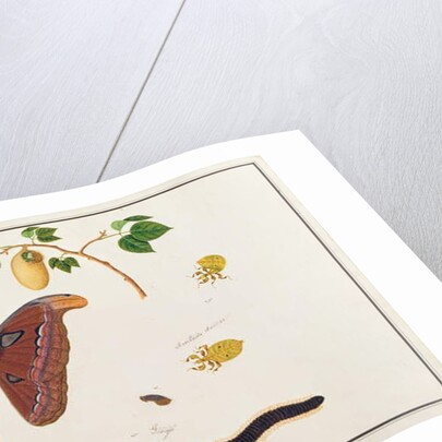 Six Arthropods by School Chinese