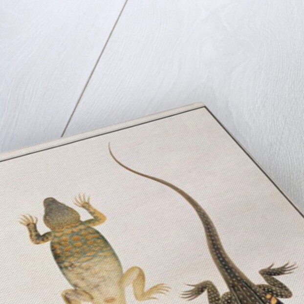 Reptiles by School Chinese