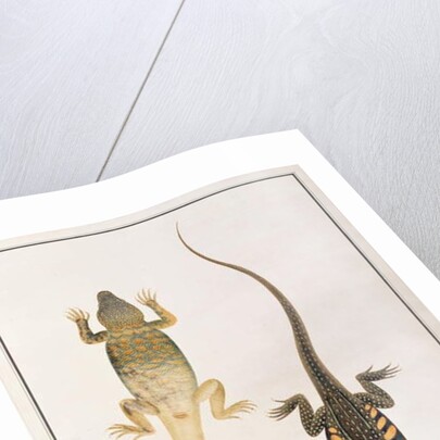 Reptiles by School Chinese