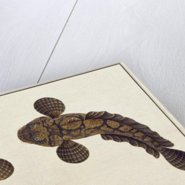 Lepoo by School Chinese