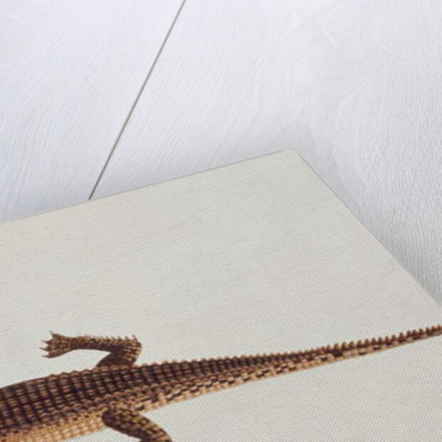 Boo-ay-ah Alligator by School Chinese