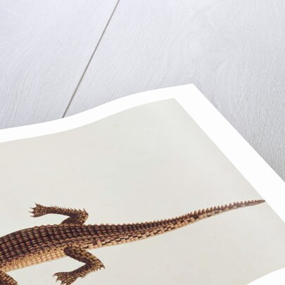 Boo-ay-ah Alligator by School Chinese