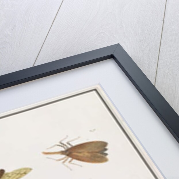 Bilalang Gambur, Cicada, Koombang Kerbo, Koombang Gajah, Scaraboeus Beetle, Ucanucang by School Chinese