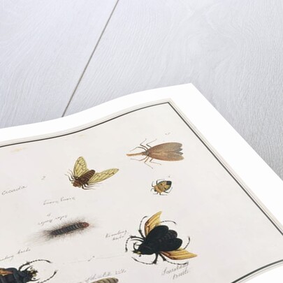 Bilalang Gambur, Cicada, Koombang Kerbo, Koombang Gajah, Scaraboeus Beetle, Ucanucang by School Chinese