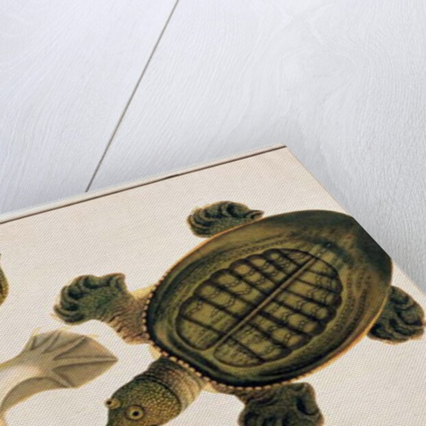 River Turtle, Labie Labu by School Chinese