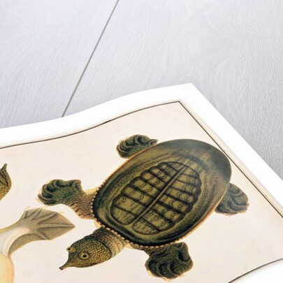 River Turtle, Labie Labu by School Chinese