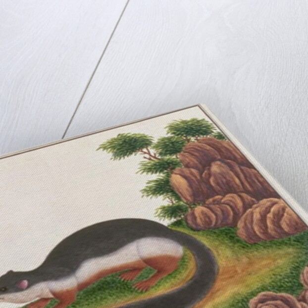 Prevost's Squirrel by School Chinese