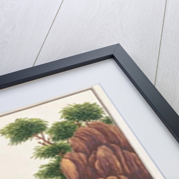 Prevost's Squirrel by School Chinese