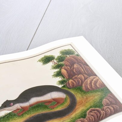 Prevost's Squirrel by School Chinese