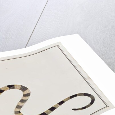 Ular Pontong Teboo by School Chinese