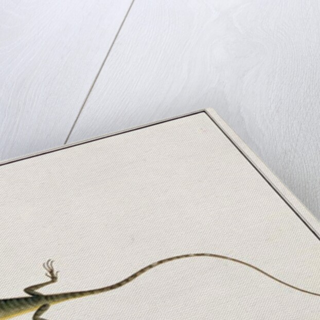 Asiatic Guana, Lacerta Calotes by School Chinese