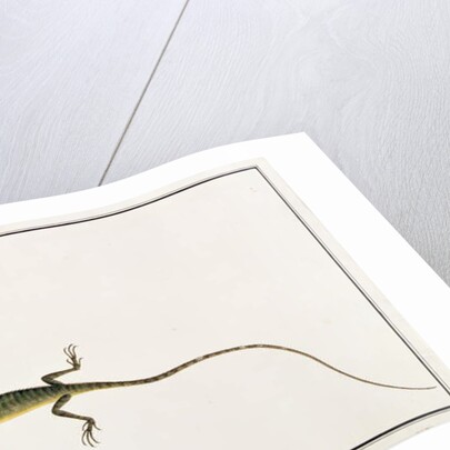 Asiatic Guana, Lacerta Calotes by School Chinese