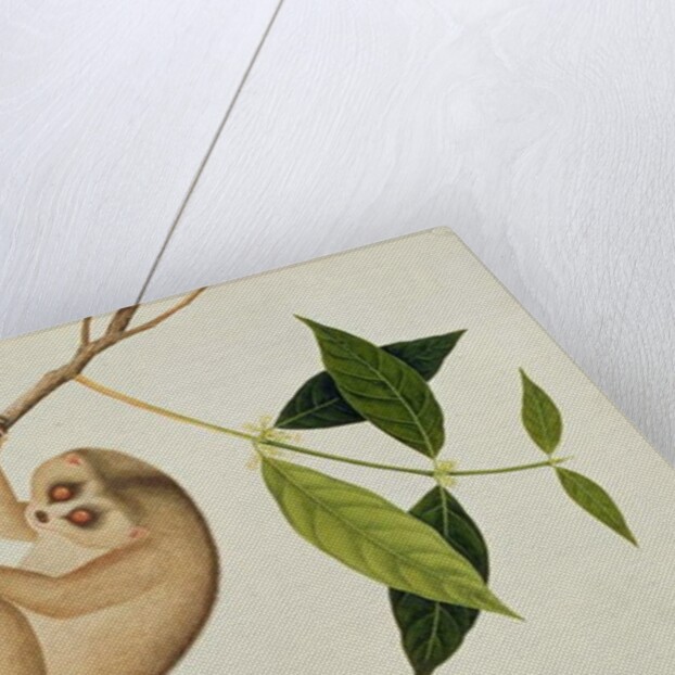 Lemur tardigradus, Booah Kawah Kong Kang by School Chinese