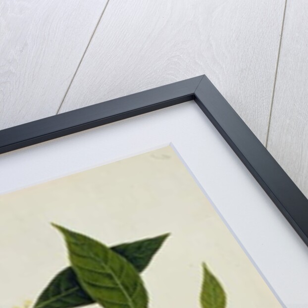 Lemur tardigradus, Booah Kawah Kong Kang by School Chinese