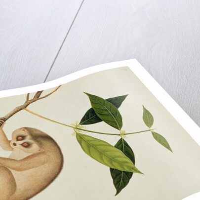 Lemur tardigradus, Booah Kawah Kong Kang by School Chinese